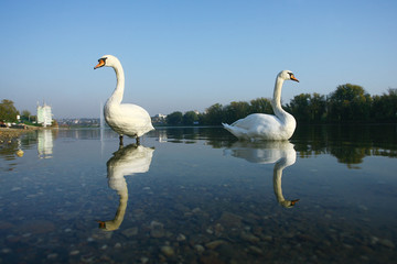 Obraz premium Two Swan in Lake Water Reflection