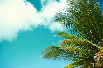 palmblad boomtak op blauwe hemelachtergrond