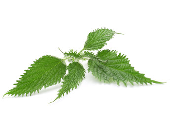 Nettle