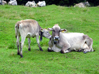 Obraz premium Cow on green pasture