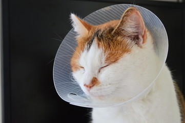 Chat malade portant une collerette