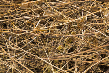 Background texture of dried grass