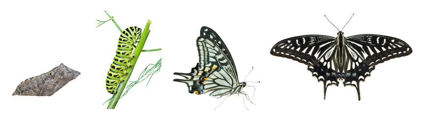 Stages of butterfly 4