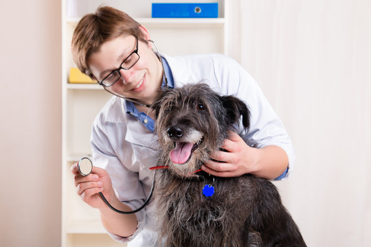 Vet examining a dog with a stethoscope in the office