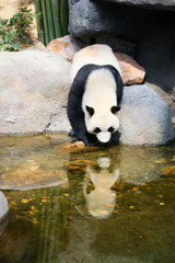 Panda near water