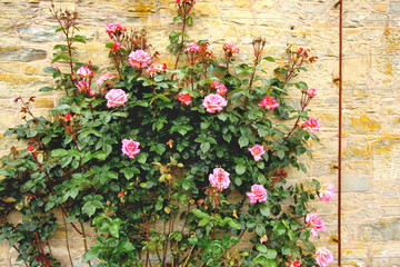 Climbing roses in the garden