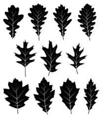 Fototapeta premium oak leaves