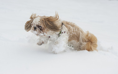 Dog shih tzu playing in snow.