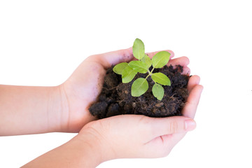 Young plant in hand
