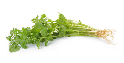 Coriander on white background