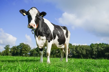 Tierhaltung: Porträt einer hübschen Milchkuh auf der Weide