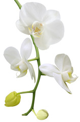Naklejka na ściany i meble white orchid with buds