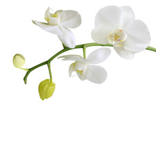 white orchid with buds