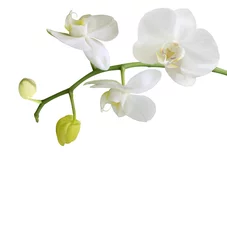 Papier Peint photo Lavable Orchidée orchidée blanche avec bourgeons