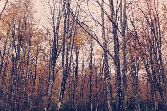 Beech trees in the forest. Rainy autumn day