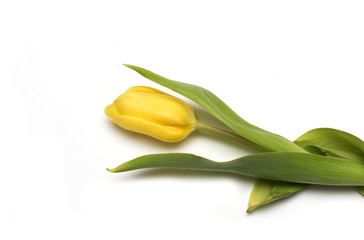 Yellow tulips. Photo.
