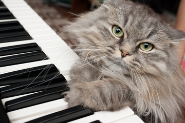 cat pianist