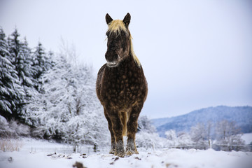 Pferd © Schnappschützen