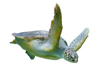 Deurstickers Schildpad Zeeschildpad