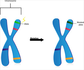 Gene Mutations