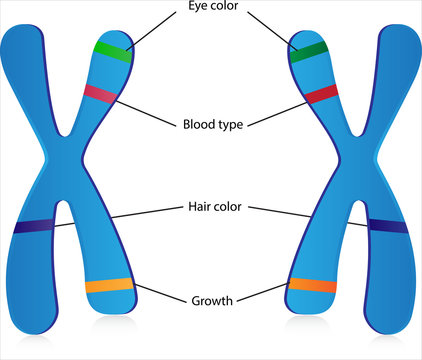 Genes and Alleles