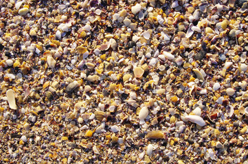 Mussel shells and snails on the beach