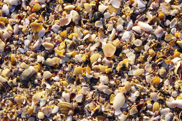 Mussel shells and snails on the beach
