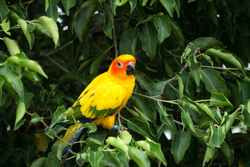 Sun conure parrot on the tree