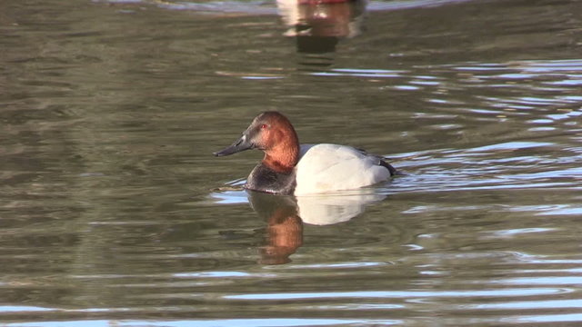 Male Canvasback Duck