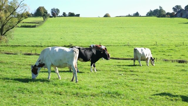 K&uuml;he auf der Weide 3