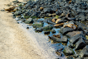 sea lion sunbathing in san cristobal galapagos islands