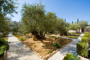 Fototapeta na wymiar Garden of Gethsemane