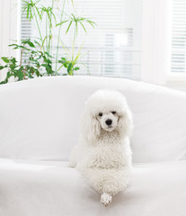 White poodle lying on the bed in the living room