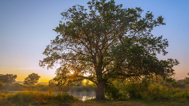 One big old oak tree on the emptyfield under cloudy sky