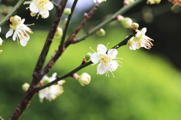 Plum flowers,Flowering plum