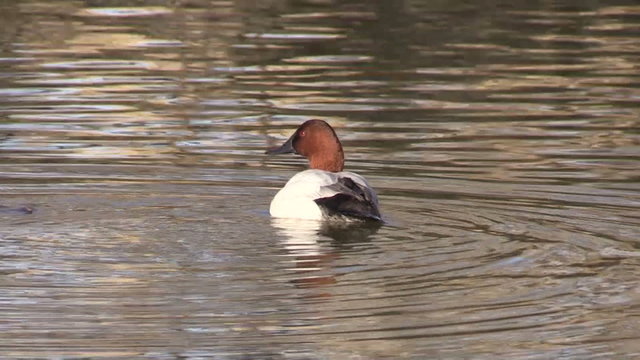 Male Canvasback Duck