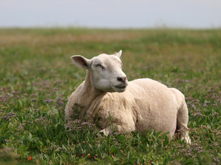 Frisch geschorenes Schaf