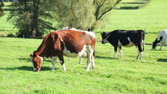 K&uuml;he auf der Weide 4