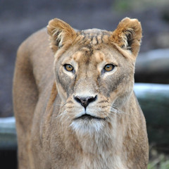 Lion (Panthera leo)