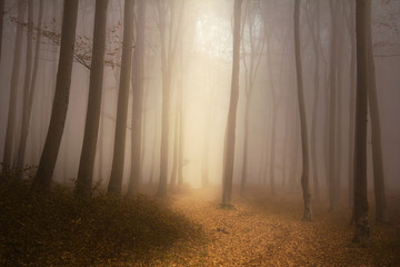 Naklejka premium Bajkowa atmosfera