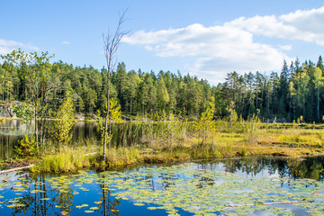 Water lilies in the forest pond