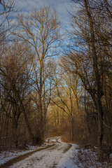 Waldweg an der Isar