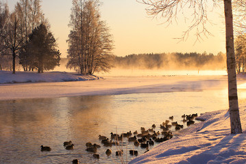 Ducks on the winter lake