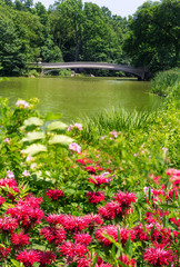 Central Park The Lake Bow Bridge New York