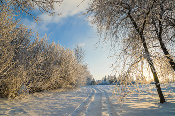 trees covered with hoarfrost against the blue sky