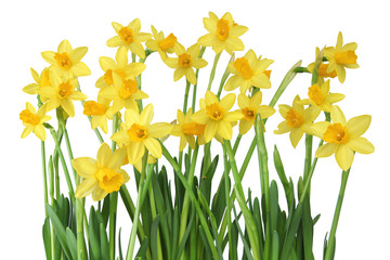 narcisses jaunes © hcast