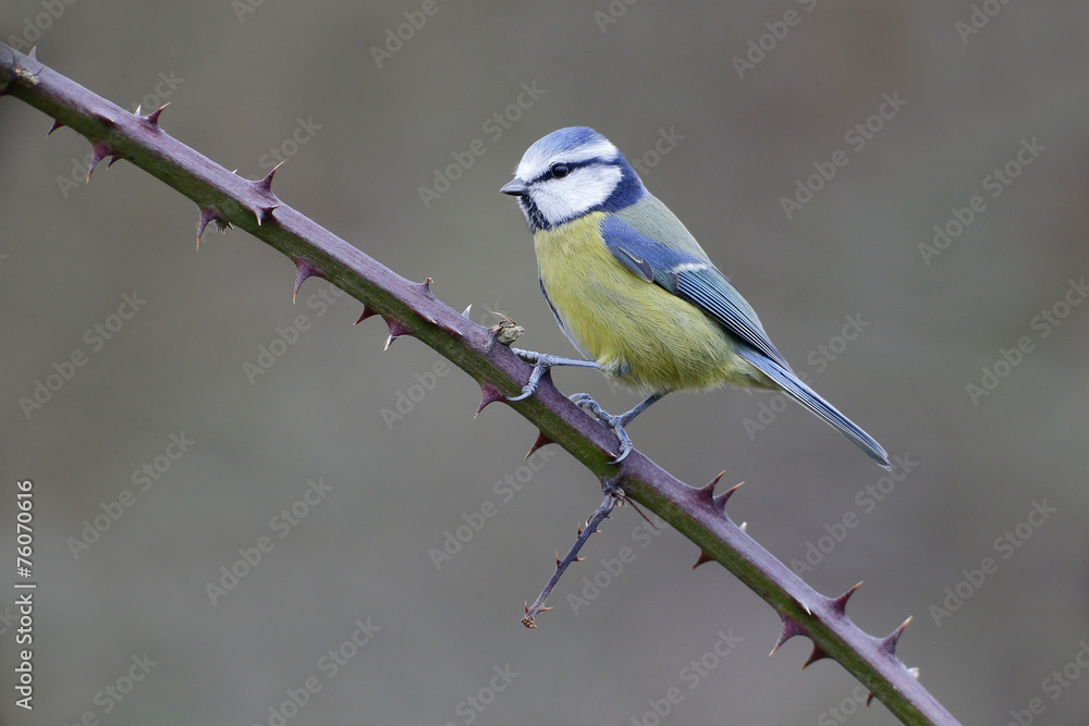 Sticker Blue tit, Parus caeruleus