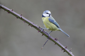 Blue tit, Parus caeruleus