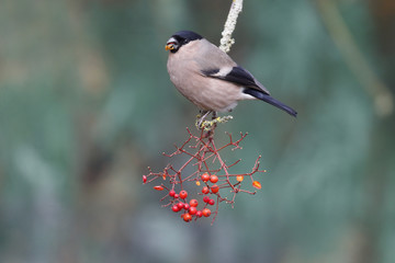 Bullfinch, Pyrrhula pyrrhula