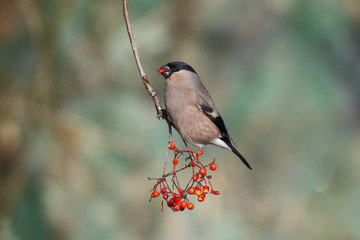 Bullfinch, Pyrrhula pyrrhula